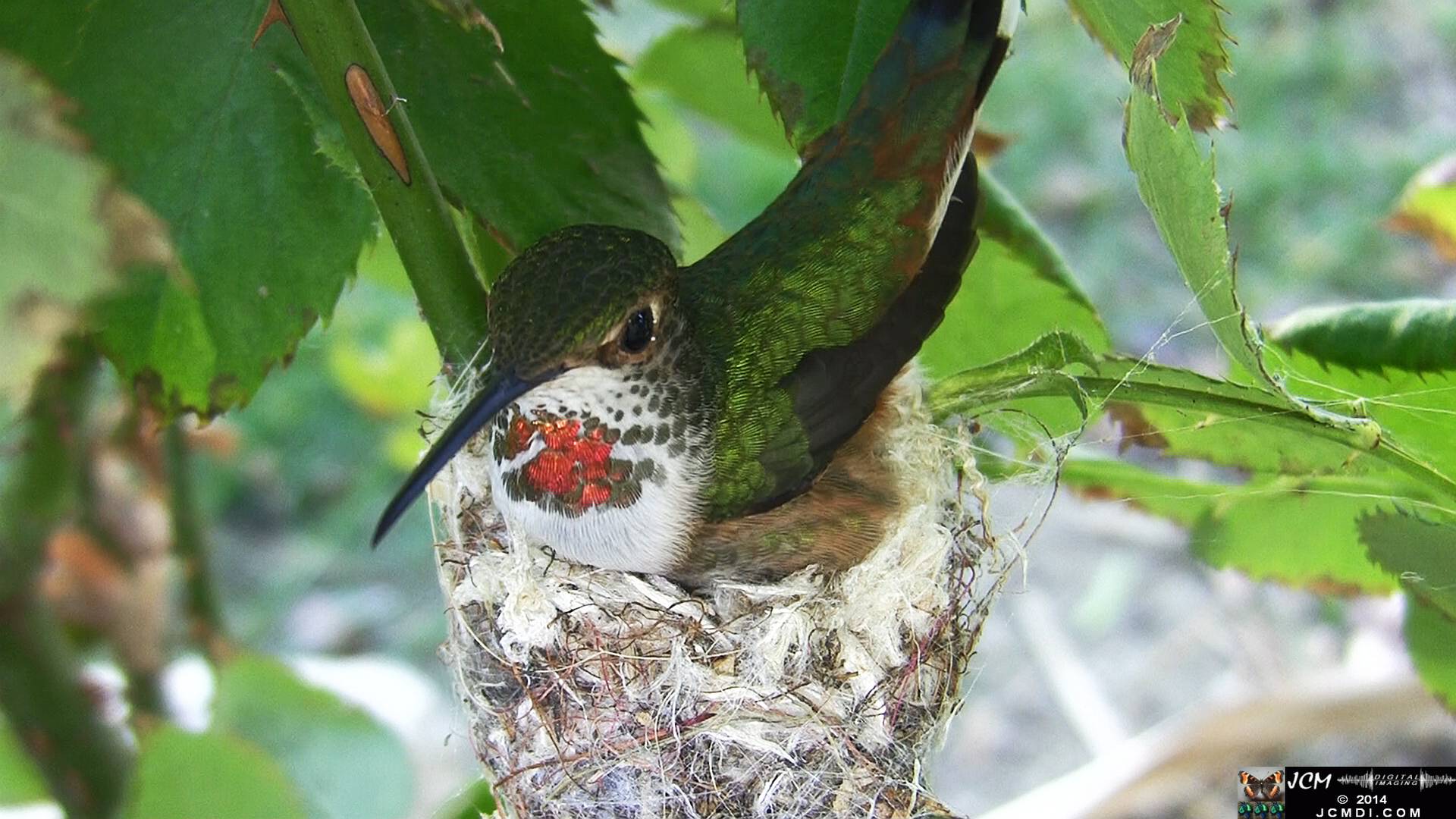 Allen's Hummingbird female in nest 